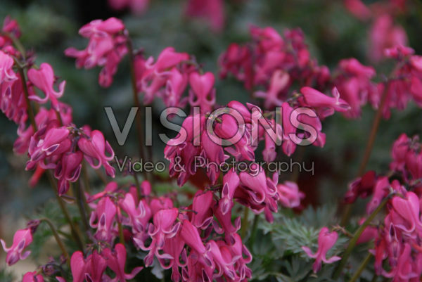dicentra red fountain