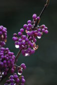 clha00997.jpg