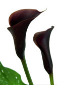 elbo35660.jpg