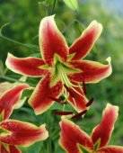 Thumbnail grjo00028.jpg