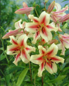 Thumbnail grjo00035.jpg