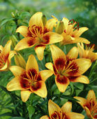 Thumbnail grjo00042.jpg