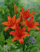 Thumbnail grjo00046.jpg