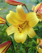 Thumbnail grjo00051.jpg