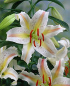 Thumbnail grjo00057.jpg
