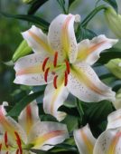 Thumbnail grjo00058.jpg