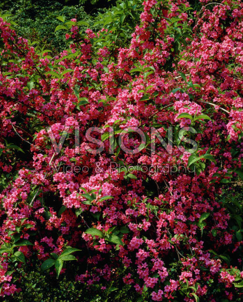 weigela rosea