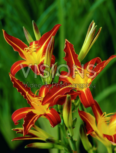 hemerocallis autumn red