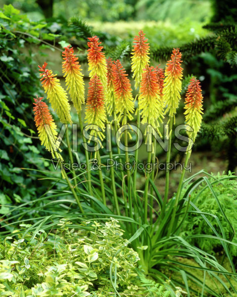 Kniphofia Royal Standard