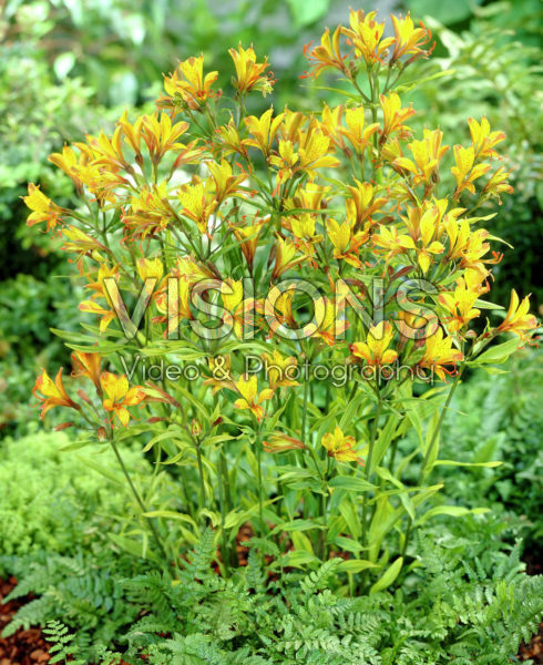 Alstroemeria Sweet Laura