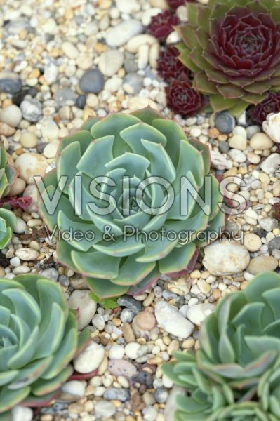 http://img.visionspictures.sodatech.com/VISI/wprev/visi32171.jpg