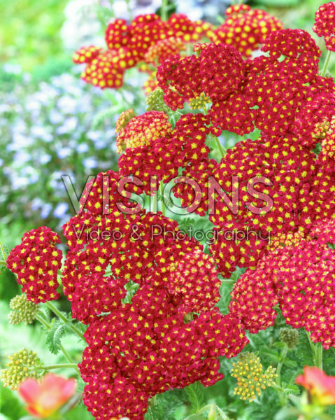 Achillea Sunny Seduction