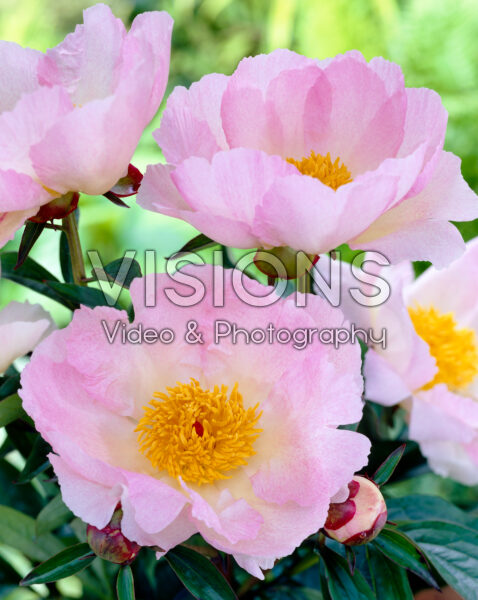 Peony Pink Dawn