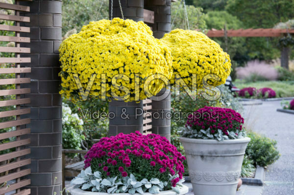 Chrysanthemum on pot Chrysanthemum on pot