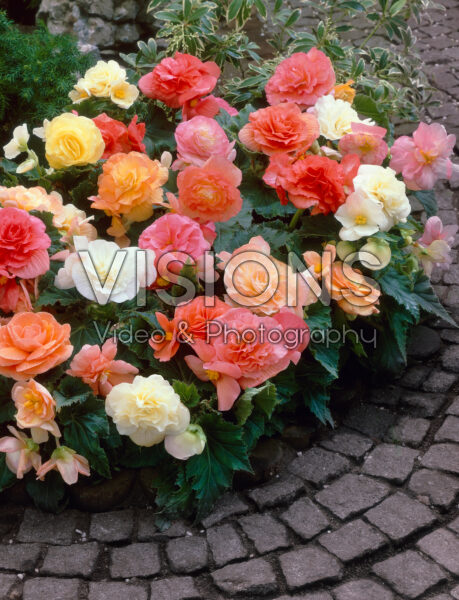 Begonia pastel mixed Begonia pastel mixed