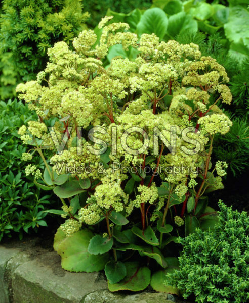Sedum populifolium Sedum populifolium