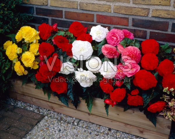 Begonia Non Stop mixed Begonia Non Stop mixed