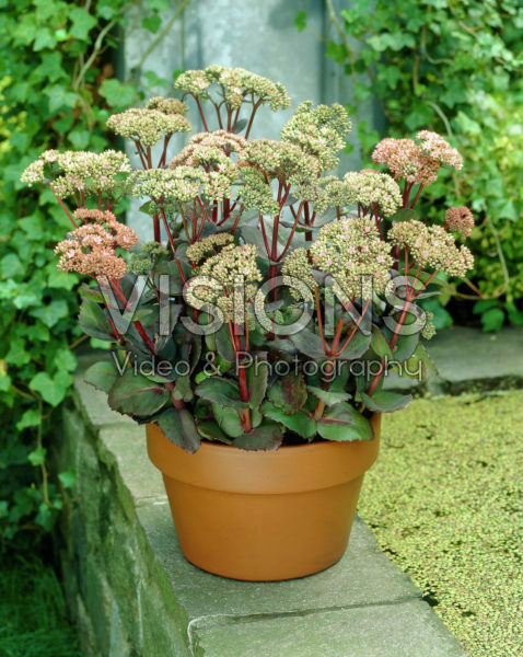 Sedum Matrona Sedum Matrona