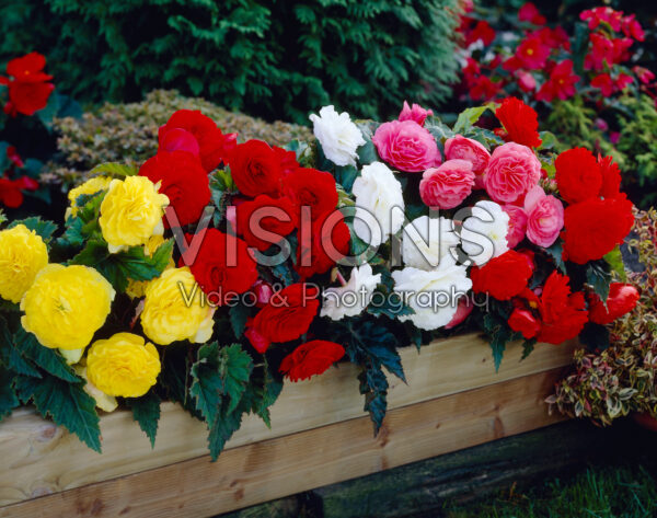 Begonia Non Stop mixed Begonia Non Stop mixed