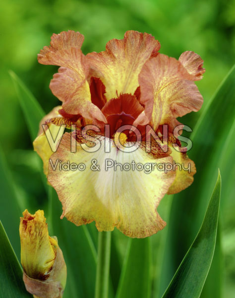 Iris germanica Siva Siva Iris germanica Siva Siva