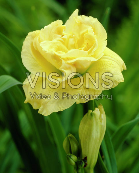Hemerocallis yellow Hemerocallis yellow