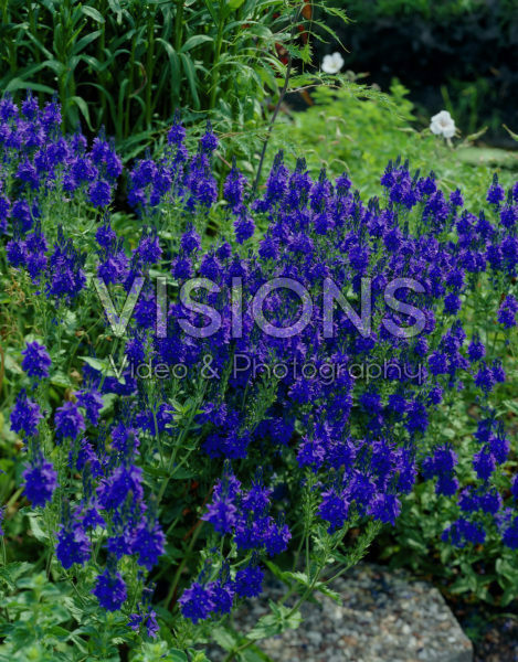 Veronica austriaca Kapitan Veronica austriaca Kapitan