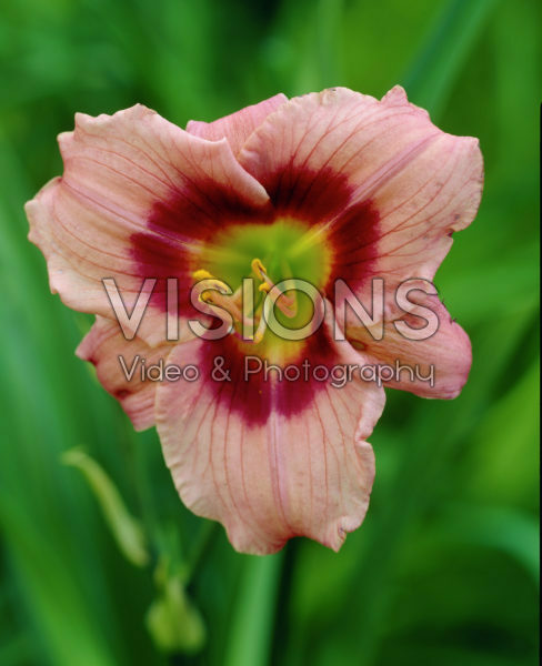 Hemerocallis Angel's Artistry Hemerocallis Angel's Artistry