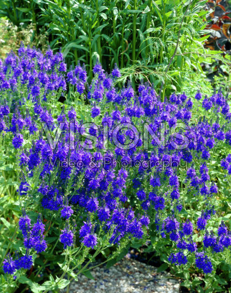 Veronica austriaca Kapitan Veronica austriaca Kapitan