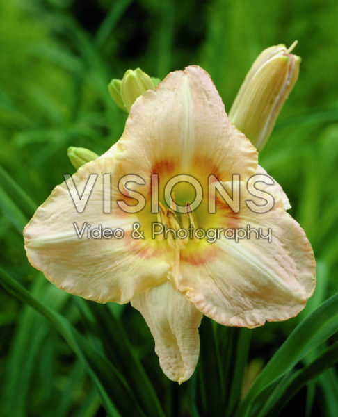 Hemerocallis Frandean Hemerocallis Frandean