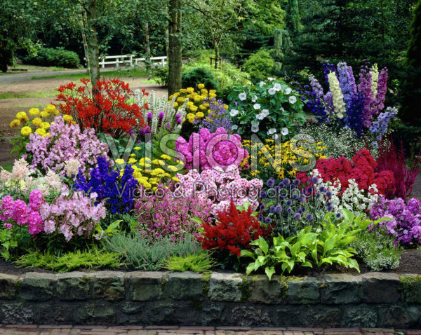Collection, Hosta, Physostegia, Hibiscus, Echinops, Crocosmia, Lupinus, Delphinium, Phlox, Astilbe, Scabiosa, Achillea Collection, Hosta, Physostegia, Hibiscus, Echinops, Crocosmia, Lupinus, Delphinium, Phlox, Astilbe, Scabiosa, Achillea