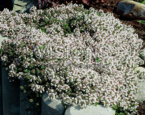 Thymus praecox Vey Thymus praecox Vey