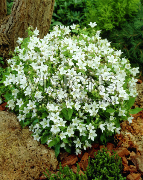 Campanula lactiflora White Pouffe Campanula lactiflora White Pouffe