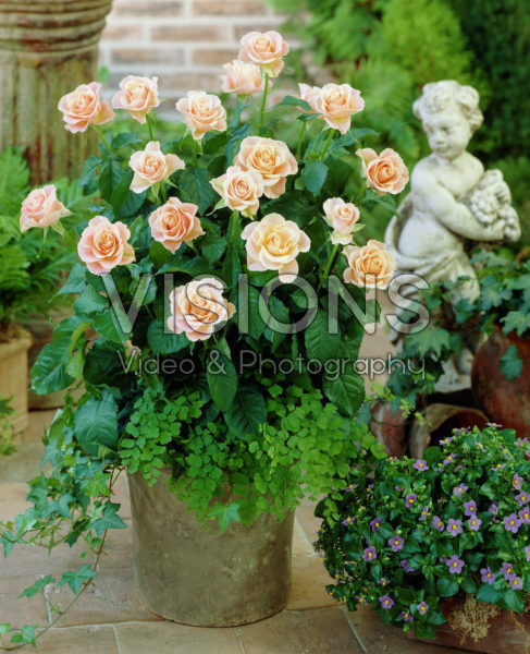 Rosa salmon Rosa salmon