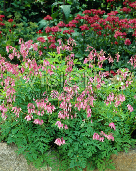 Dicentra formosa Dicentra formosa