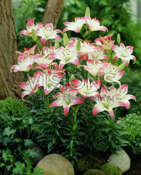 Lilium Lollypop Lilium Lollypop