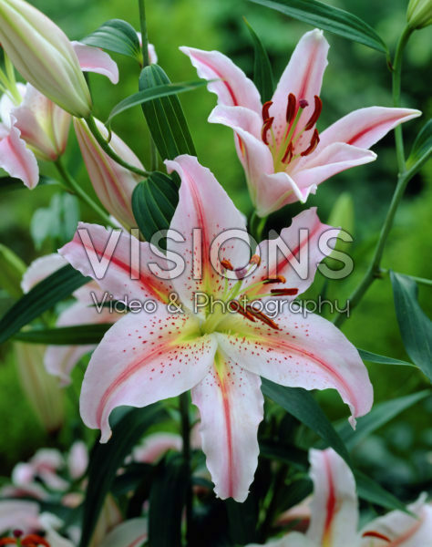 Lilium Berlin Lilium Berlin