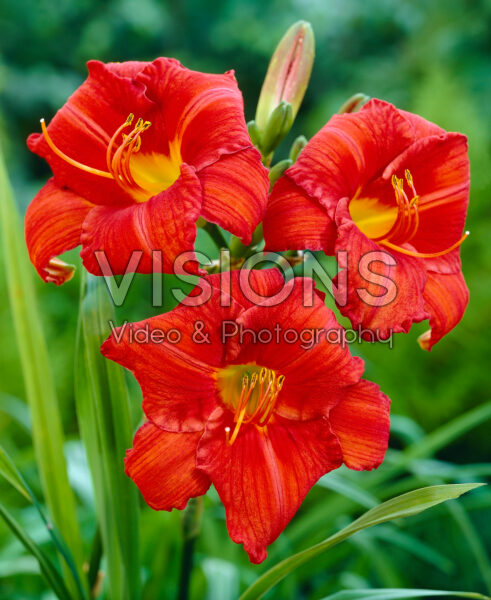 Hemerocallis Chicago Apache Hemerocallis Chicago Apache