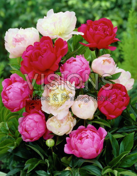 Paeonia mixed Paeonia mixed