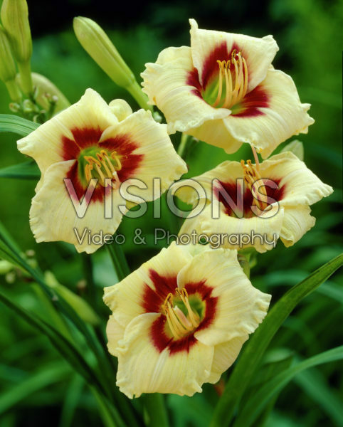 Hemerocallis Snowy Eyes Hemerocallis Snowy Eyes
