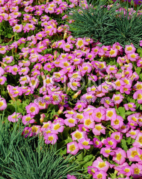 Oxalis depressa Oxalis depressa