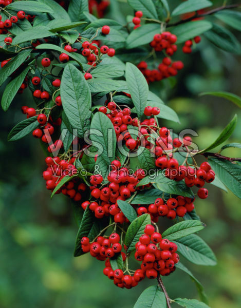 Cotoneaster watereri Cotoneaster watereri