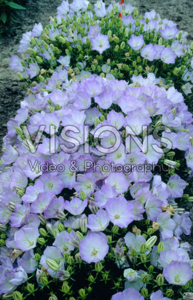 Campanula carpatica Campanula carpatica