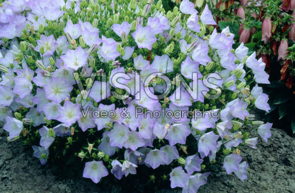 Campanula carpatica Campanula carpatica