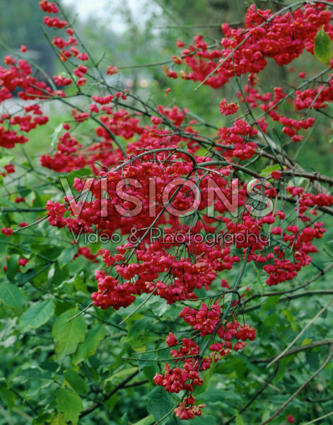 Euonymus Euonymus