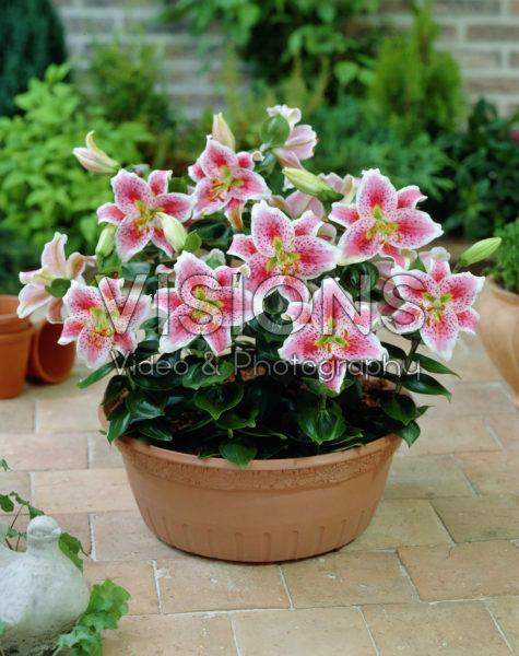 Lilium Mr. Sam Lilium Mr. Sam