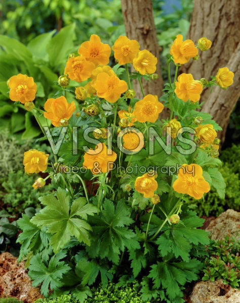 Trollius chinensis Golden Queen Trollius chinensis Golden Queen