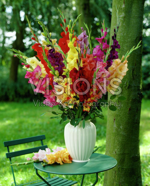 Gladiolus mixed Gladiolus mixed