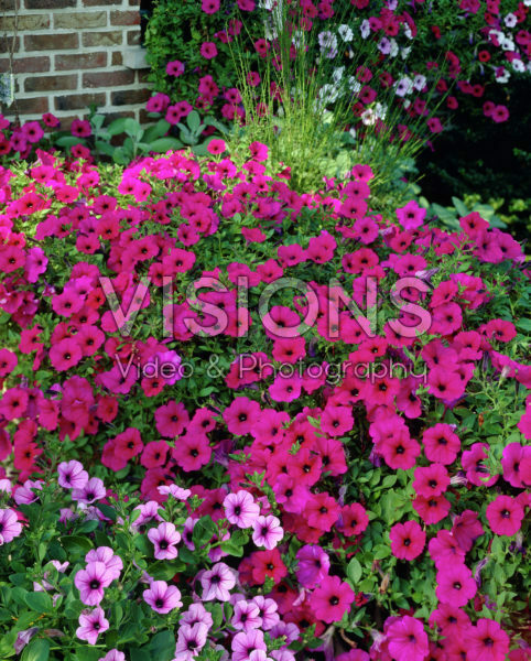 Petunia purple Petunia purple