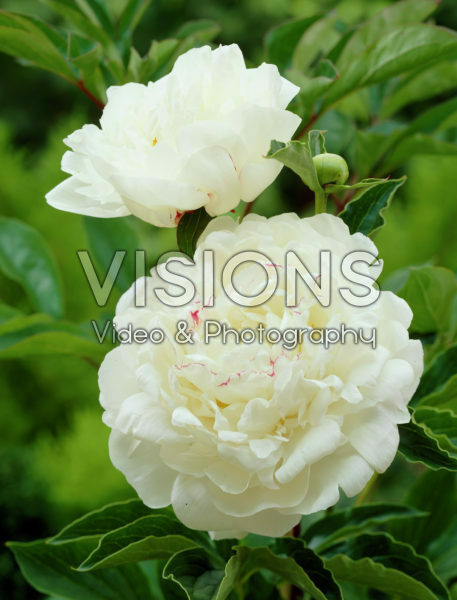 Paeonia Boule de Neige Paeonia Boule de Neige
