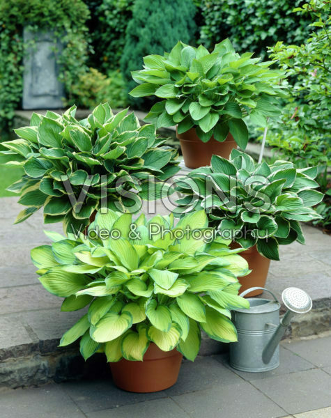 Hosta mixed Hosta mixed